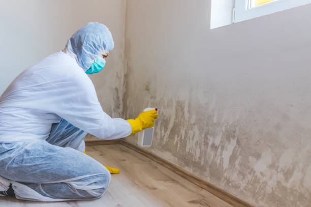 Licensed Basement Mold Remediation service in De Kalb, TX - 24 Hour Mold Removal