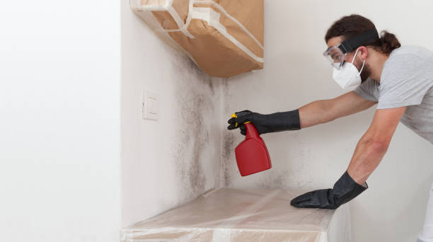 Professional Basement Mold Remediation technician working in De Kalb, TX
