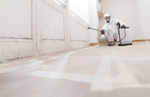 24/7 Emergency Basement Mold Remediation experts in De Kalb, TX