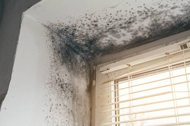 Affordable Basement Mold Remediation solutions in De Kalb, TX