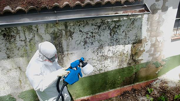 Top rated local Basement Mold Remediation specialists in De Kalb, TX